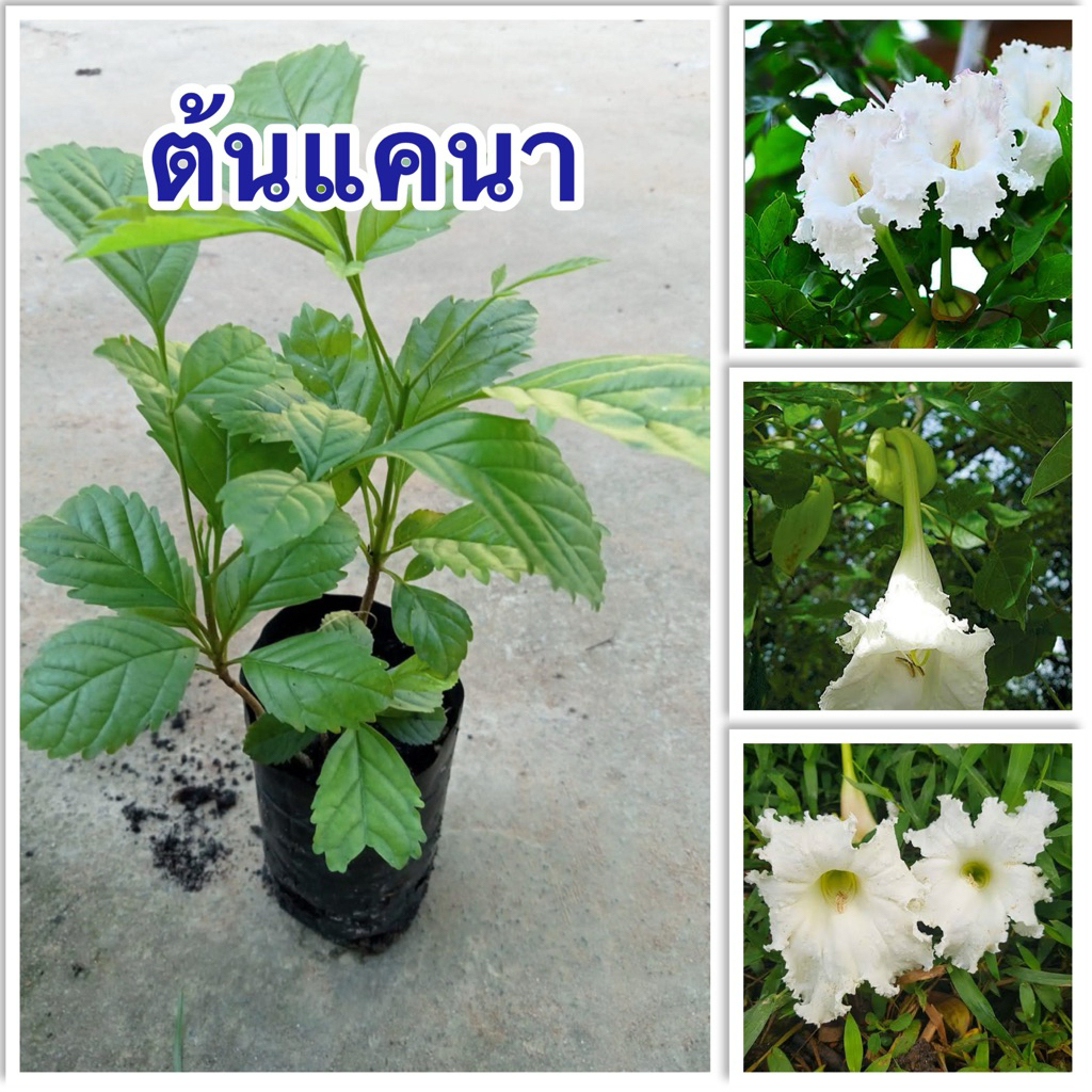 ต้นแคนาหรือแคป่า4ต้น80พร้อมส่งจ้า