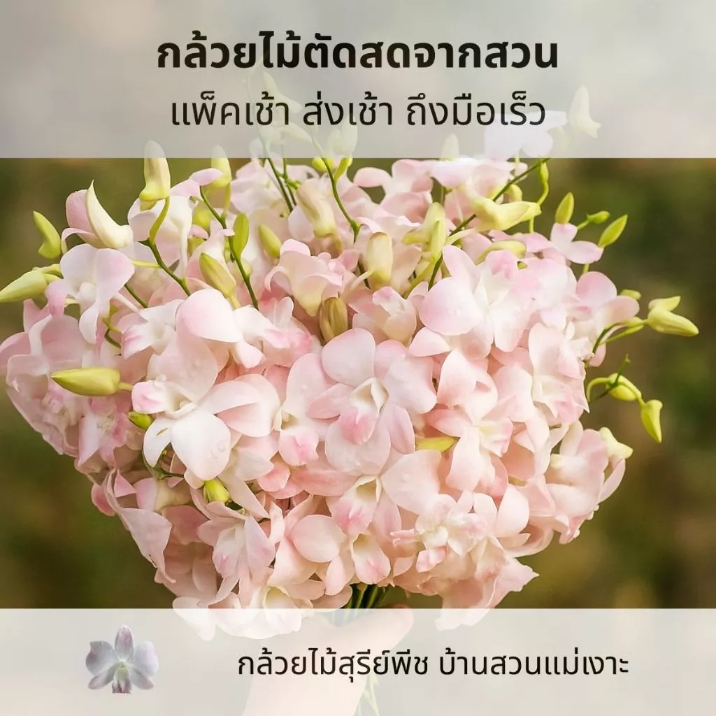 ดอกกล้วยไม้สุรีย์พีชน้ำหนัก 1 กิโลกรัม | บ้านสวนแม่เงาะ | Baansuanmaengor