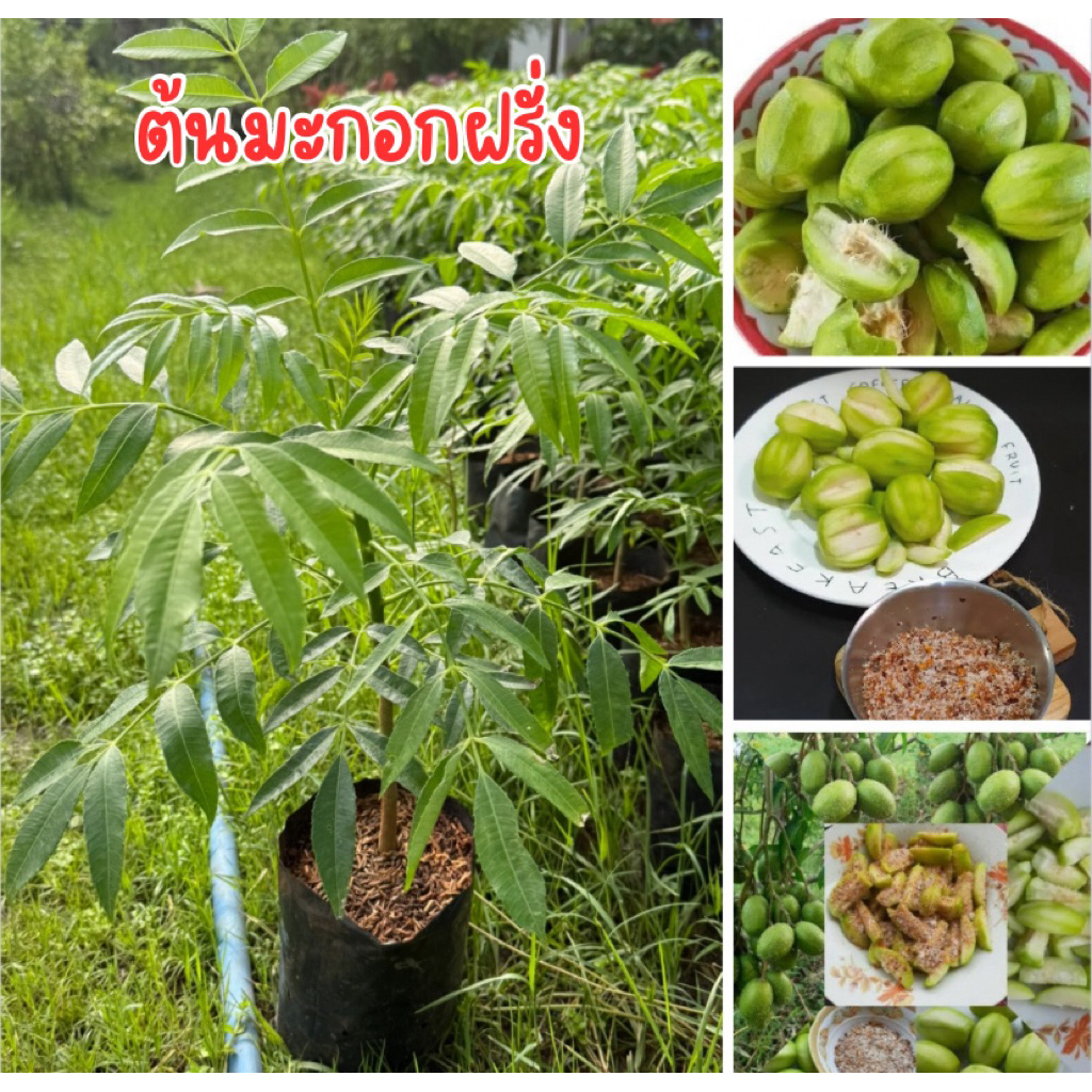 ต้นมะกอกฝรั่ง  พร้อมปลูก   กิ่งตอน สูง50เซน ต้นสวย พร้อมส่ง