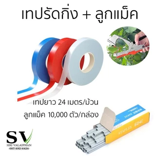 เทปรัดกิ่ง + ลูกแม็ค เบอร์ 604C 1 กล่อง (10,000 ตัว) สำหรับเครื่องรัดกิ่งไม้ ผูกกิ่ง ยอดไม้ ทุกรุ่น