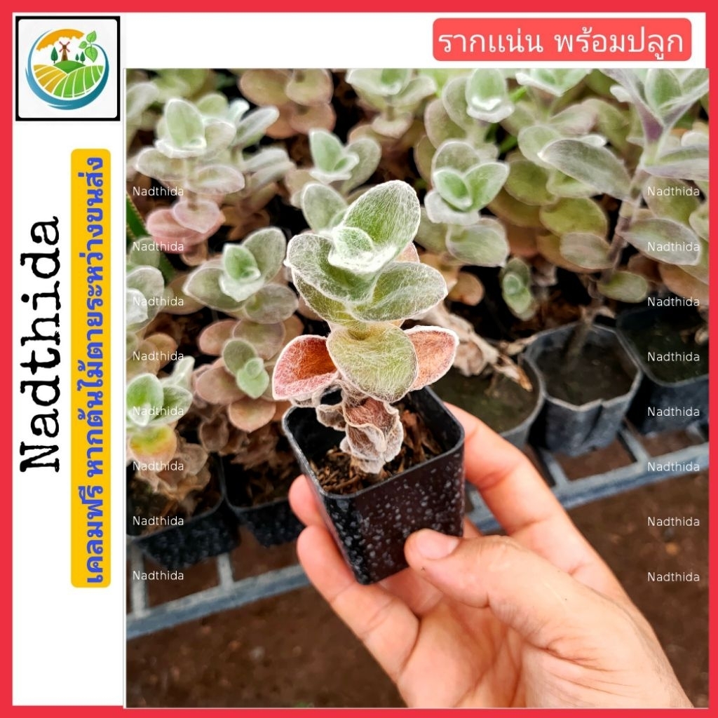 สายใยรัก กระถาง 2นิ้ว เเคคตัส ต้นสายใยรัก nadtida