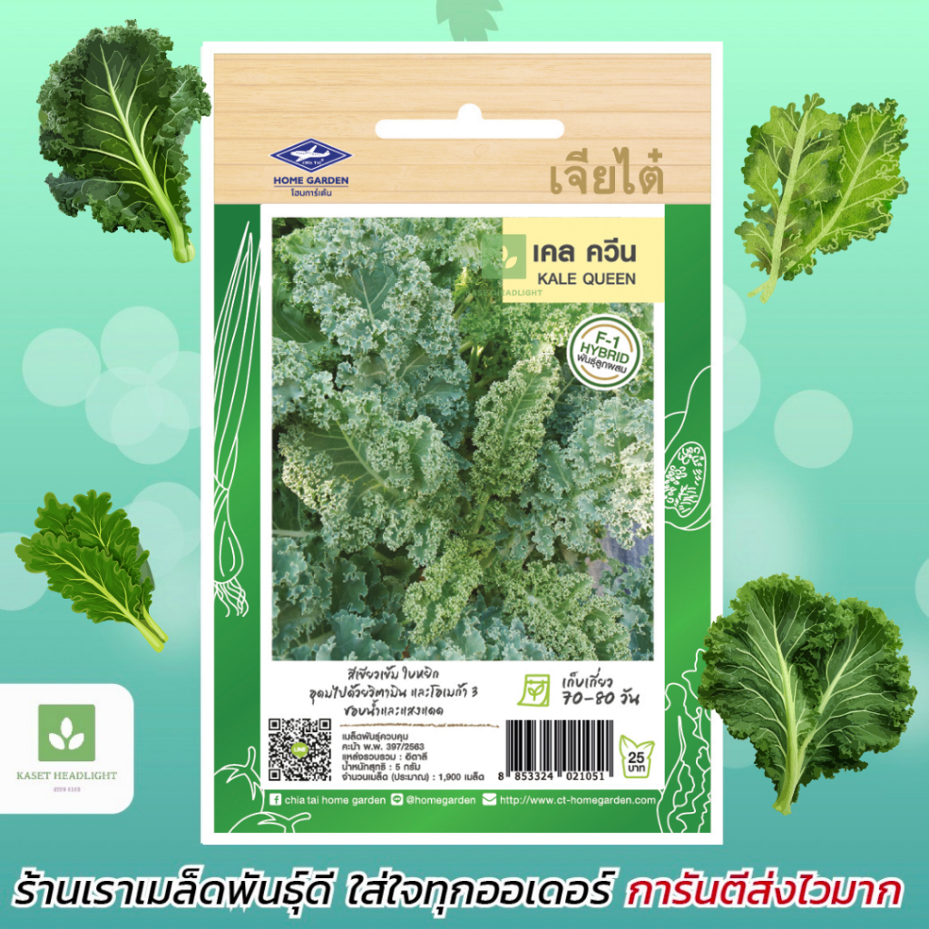 เคล เมล็ดเคล Kale คะน้าเคล งอกดี โตไว คะน้าใบหยิก เจียไต๋ ผักสลัด Kale seed
