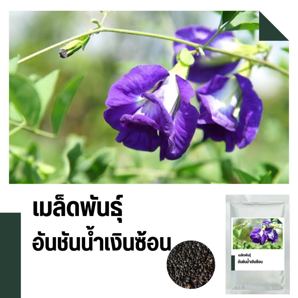 เมล็ดพันธุ์ดอกอัญชันน้ำเงินซ้อน บรรจุ 200เมล็ด เมล็ดพันธุ์คัดพิเศษ