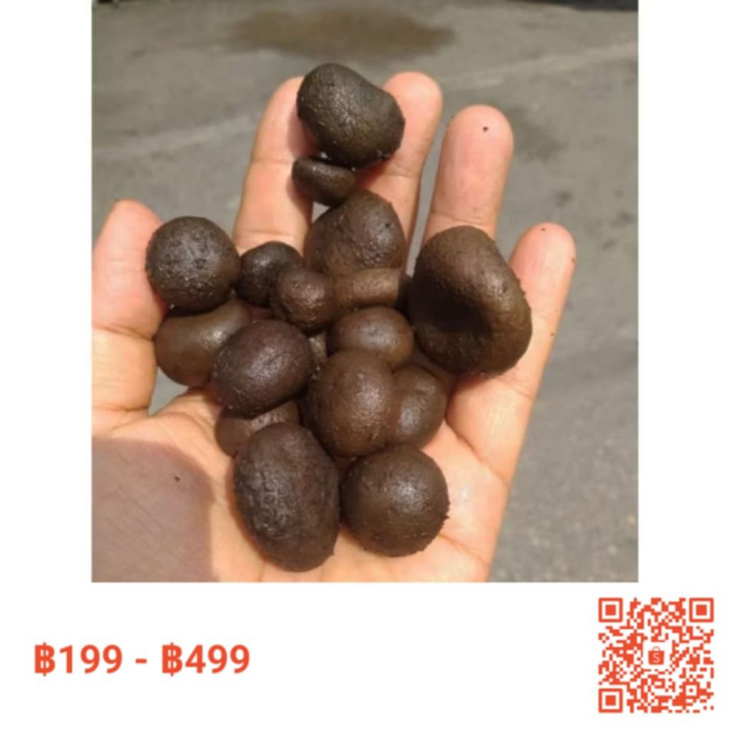 เห็ดเผาะหนังแก่ต้มแล้ว/แบบอ่อนต้มเค็ม