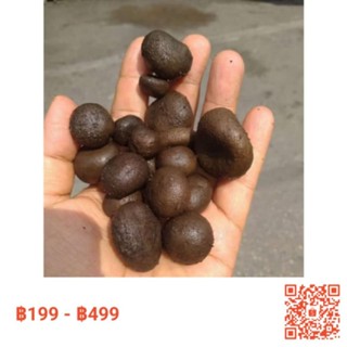 เห็ดเผาะหนังแก่ต้มแล้ว/แบบอ่อนต้มเค็ม