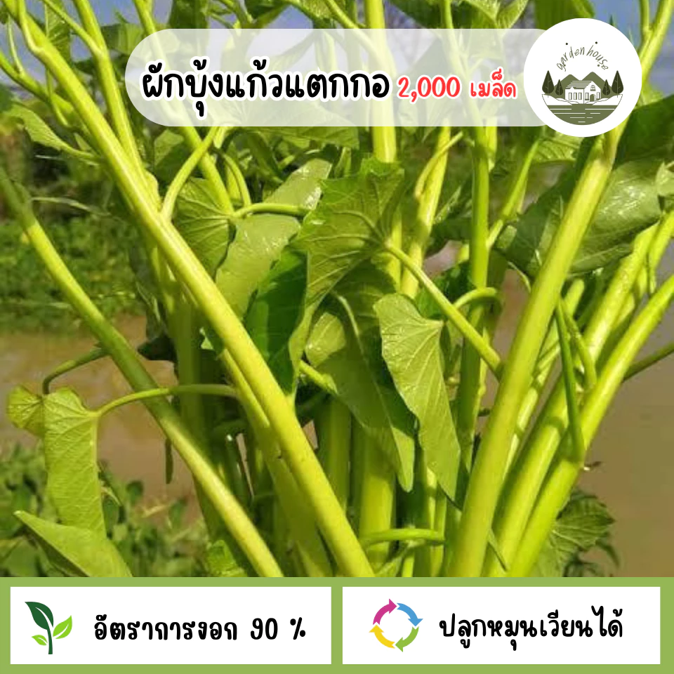 เมล็ดพันธุ์ผักบุ้งแก้วแตกกอ 2,000 เมล็ด