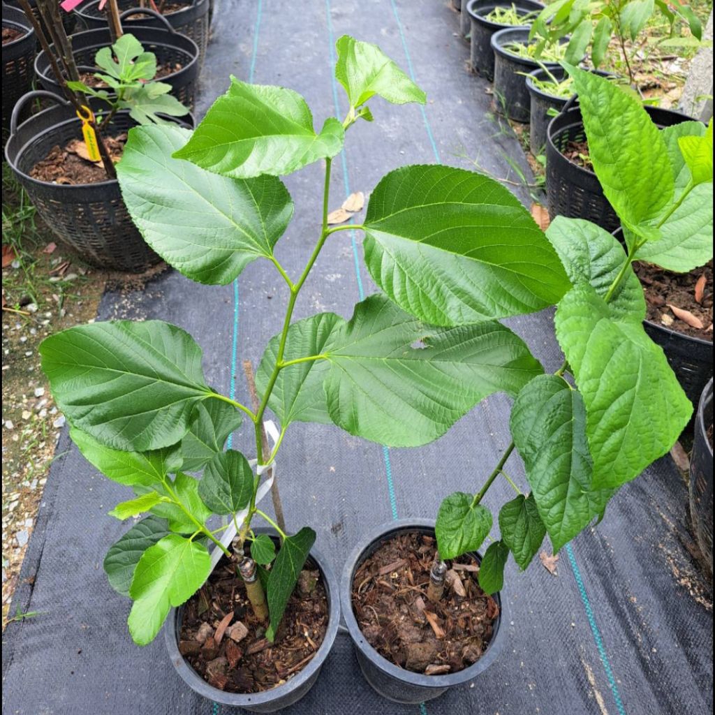ต้นหม่อนเบอร์รี่ สายพันธุ์ต่างๆ เตรียมพร้อมส่งภายใน2-3วัน (คืนเงินคืนสินค้ากรณีหักพังตาย)