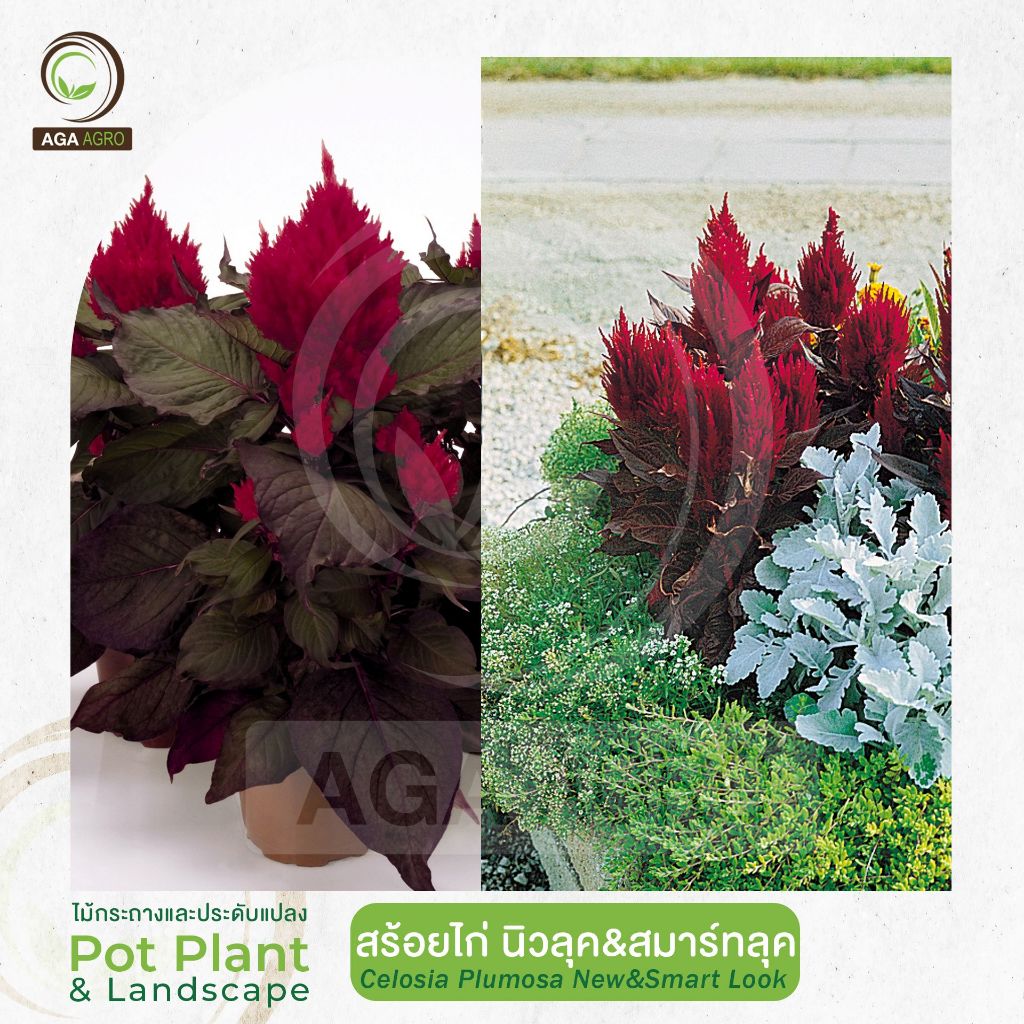 AGA AGRO I "สร้อยไก่ นิวลุค&สมาร์ท ลุค" ดอกสีแดงเลือดหมู-100เมล็ด-Celosia Plusmosa New, Smart Look