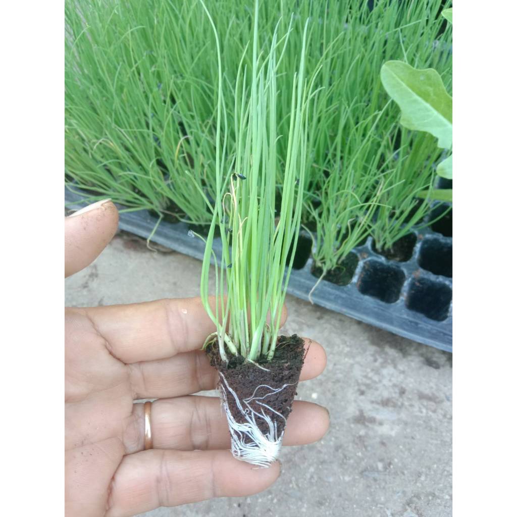 ต้นกล้าหอมแบ่ง เพาะเมล็ด