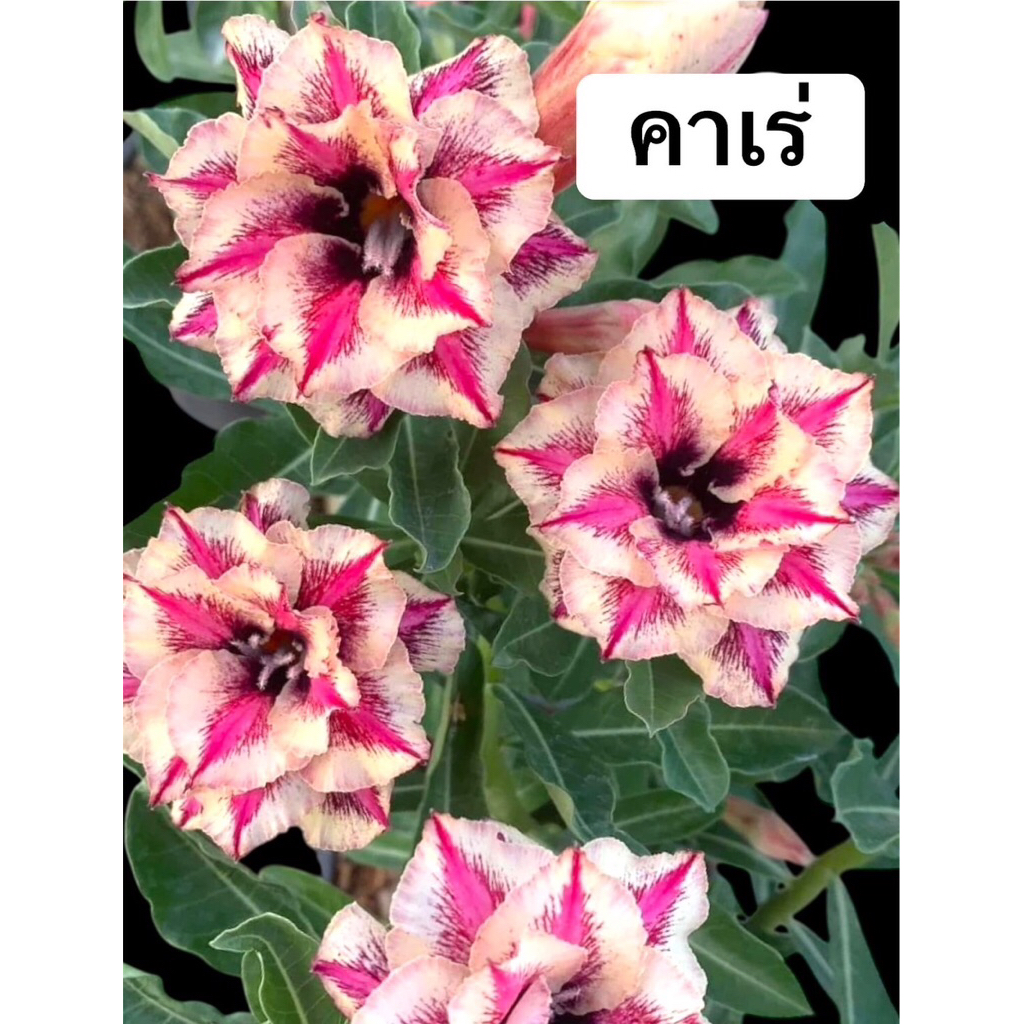 👍👍ชวนชมมาใหม่คาเร่🥰จัดส่งแบบถอดราก🚙🚙 ต้นไม้แข็งแรง ความสูงประมาณ 30-40 ซม.ลำต้นใหญ่ โคลนสวย (จัดส่งสีตามภาพ)🙏🏻
