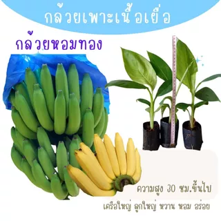 ต้นพันธุ์กล้วยเพาะเนื้อเยื่อ ชุดละ 10 ต้น ปลอดโรค รากแน่น ต้นแข็งแรง พร้อมลงปลูก สายพันธุ์แท้จากห้องแลป ราคาส่ง ถูกมา