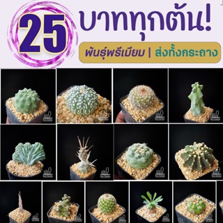 แคคตัสราคาถูก ส่งทั้งกระถาง 25 บาททุกต้น ครบ8ต้นมีแถม พันธุ์…