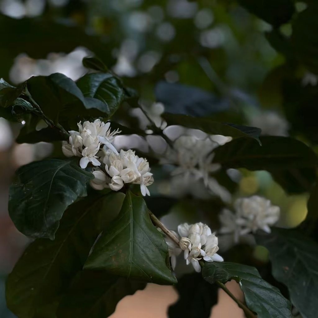 ชาดอกกาแฟ Coffee Blossom tea