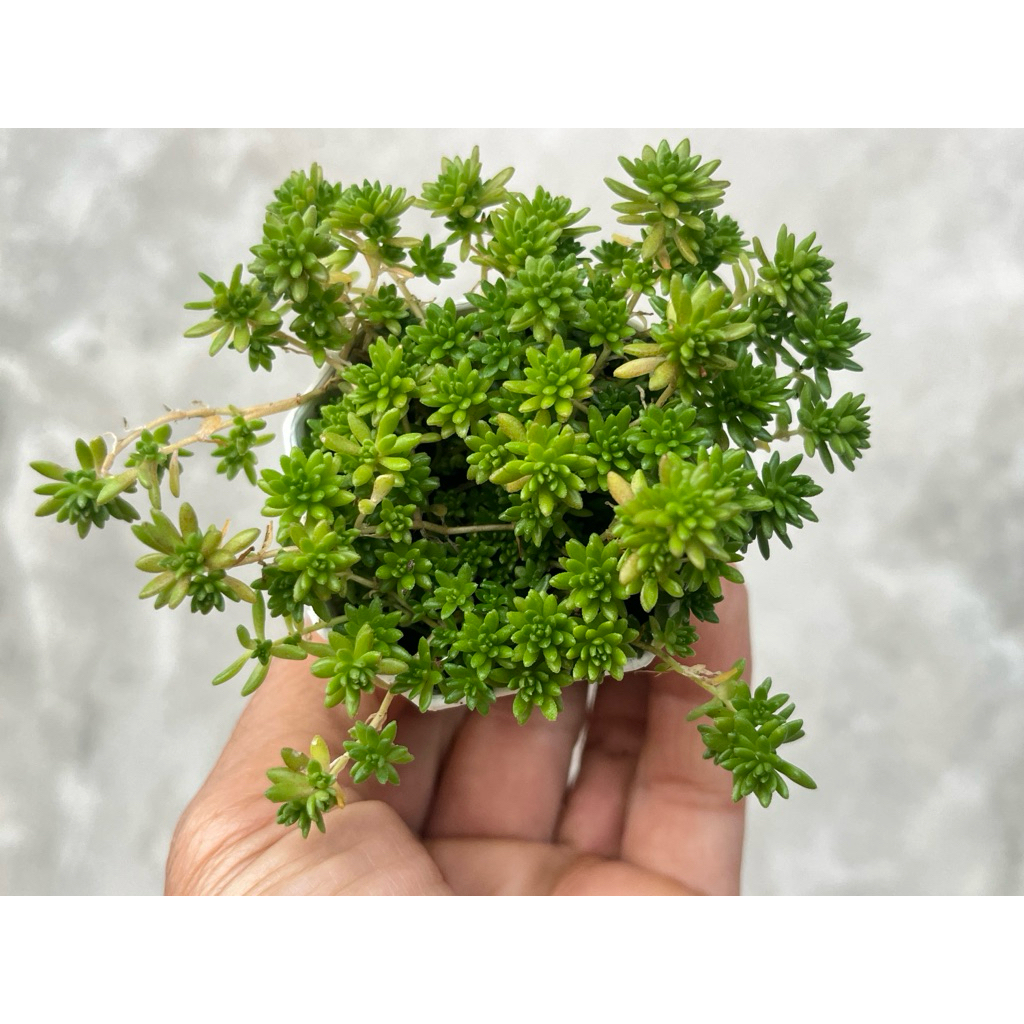Sedum sexangulare (Tasteless stonecrop) กุหลาบหินไม้อวบน้ำขนาด 2 นิ้ว