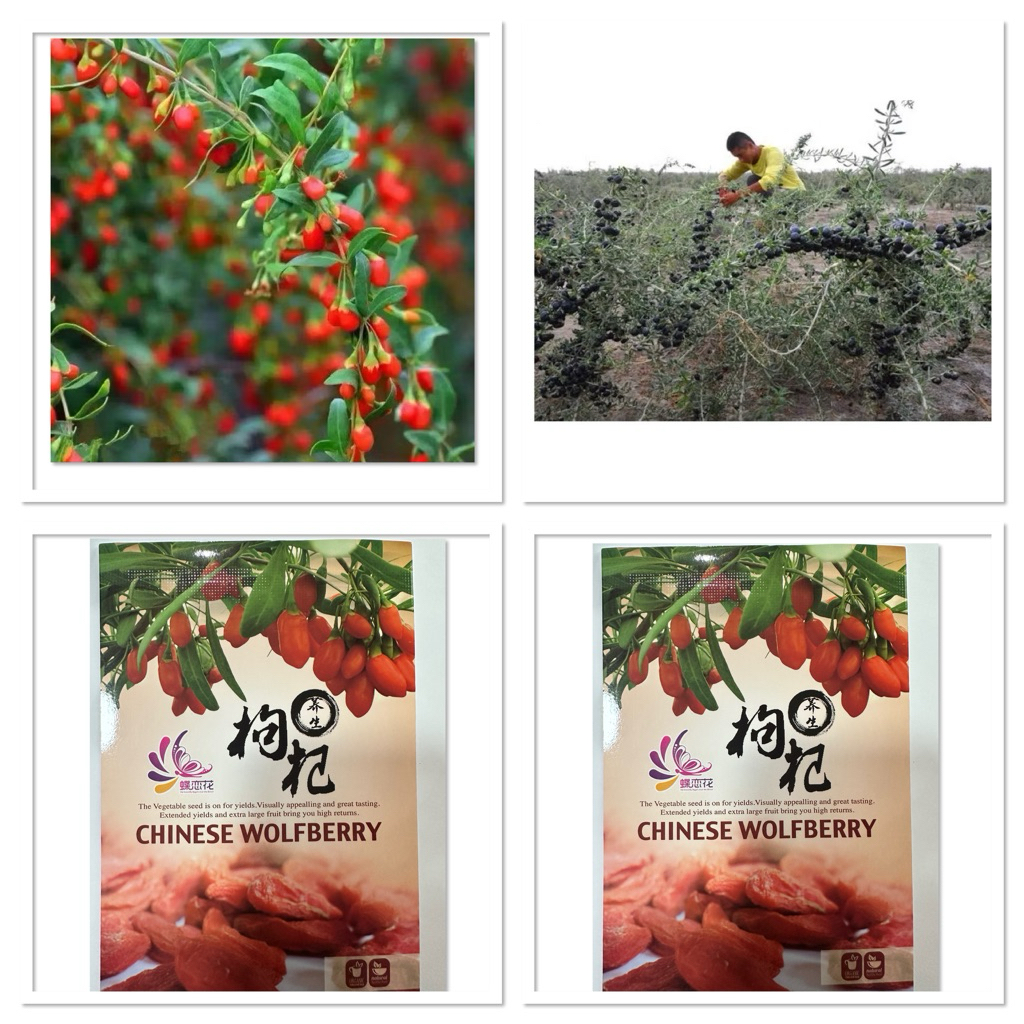 เมล็ดพันธุ์ โกจิเบอร์รี่ Goji Berry Seed บรรจุ 100 เมล็ด โกจิ เบอร์รี่ แดง