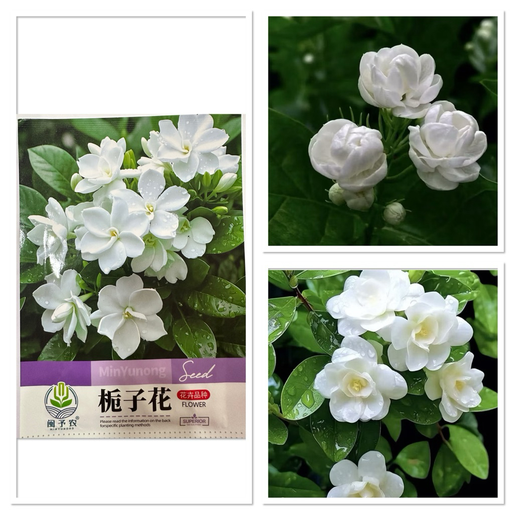 เมล็ดพันธุ์ พุดซ้อน Gardenia jasminoides บรรจุ 10 เมล็ด กลิ่นหอม