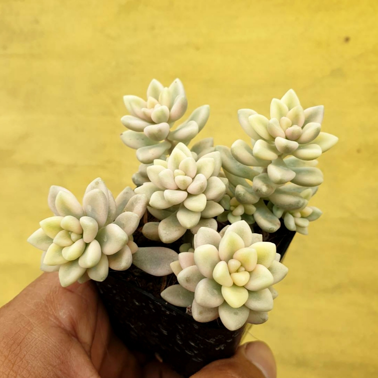 ต้นไม้อวบน้ำ กุหลาบหิน แกร๊ปโตพีทาลัม เมนโดเซ ด่างขาว Graptopetalum Mendozae Variegata #สีชมพู ราคา ถูกที่สุด ดีลบีเคเค แกลเลอรีภาพที่ 3