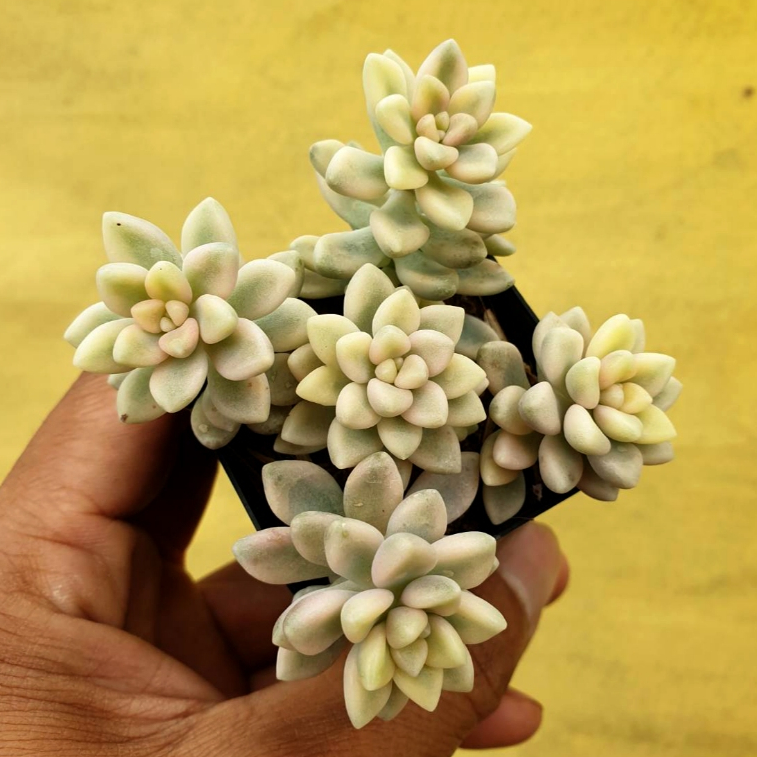 ต้นไม้อวบน้ำ กุหลาบหิน แกร๊ปโตพีทาลัม เมนโดเซ ด่างขาว Graptopetalum Mendozae Variegata #สีชมพู ราคา ถูกที่สุด ดีลบีเคเค แกลเลอรีภาพที่ 4