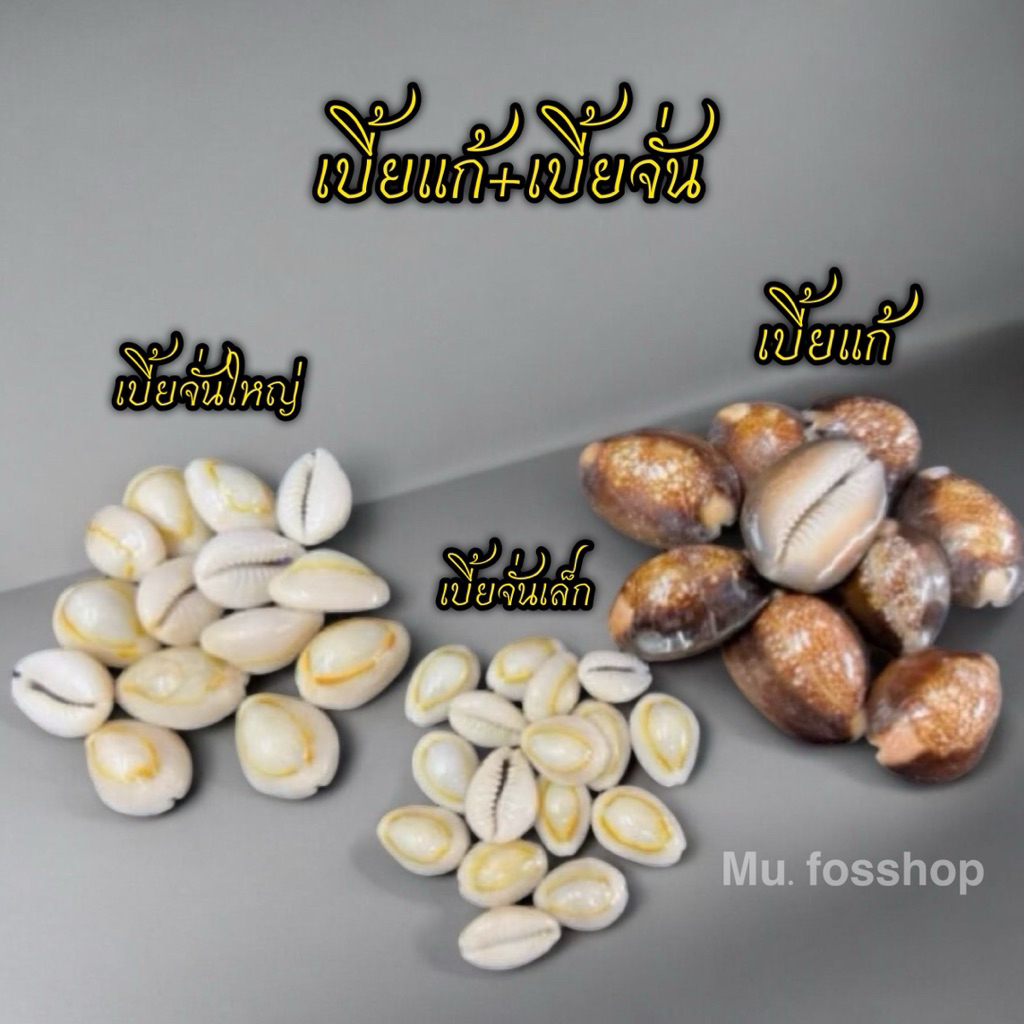 เบี้ยจั่น เบี้ยแก้ เบี้ยหอยธรรมชาติ รบกวนสั่ง5ตัวขึ้นไปนะครับ