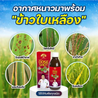 [ร้านค้าบริษัท] กำจัดโรคพืช โดสแว๊ค 1 ขวด เสริมการต้านทานโรคพืช เชื้อโรค เชื้อรา แบคทีเรีย ไวรัส
