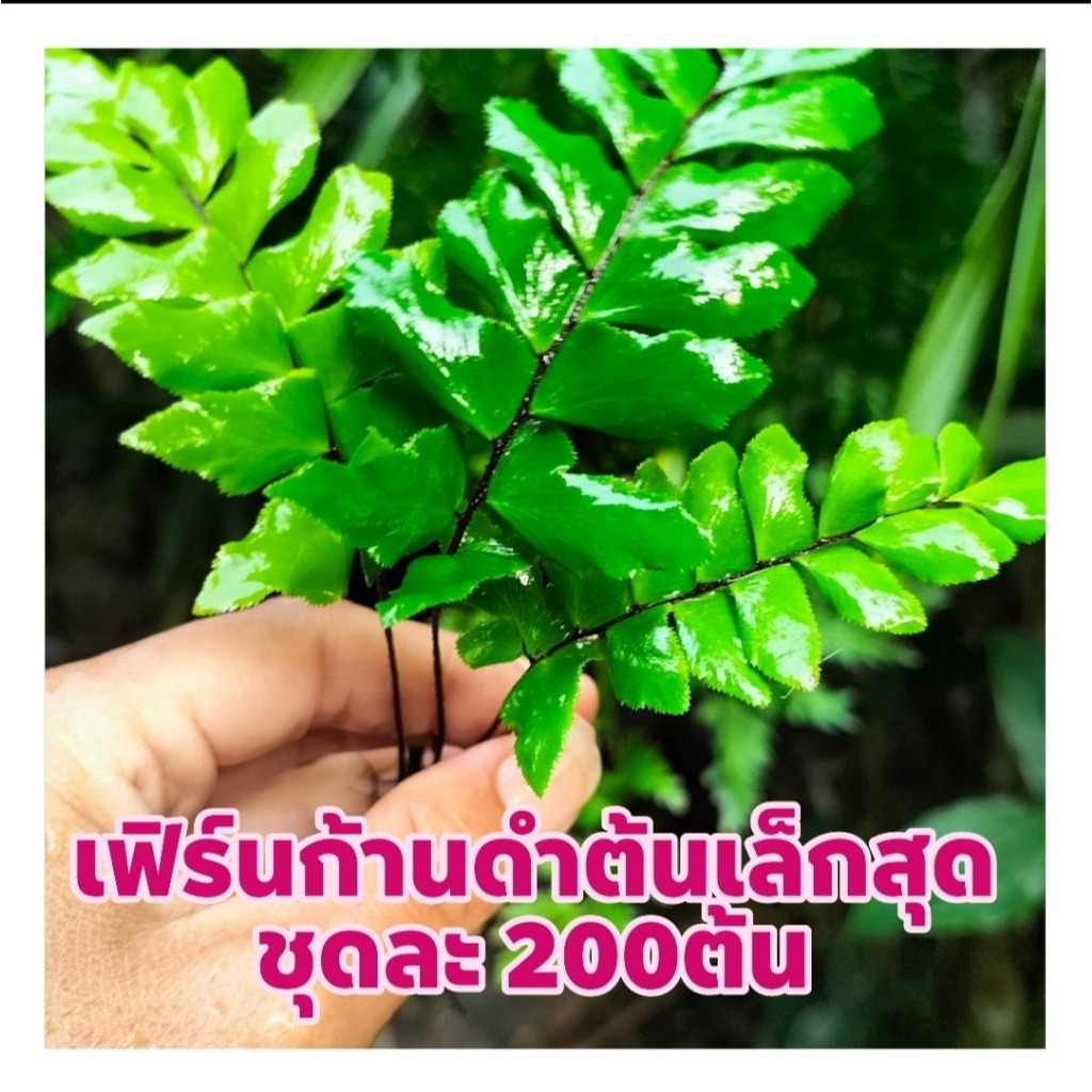 เฟิร์นก้านดำต้นเล็กสุด ชุดละ200ต้น และ 100ต้น