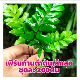 เฟิร์นก้านดำต้นเล็กสุด ชุดละ200ต้น และ 100ต้น