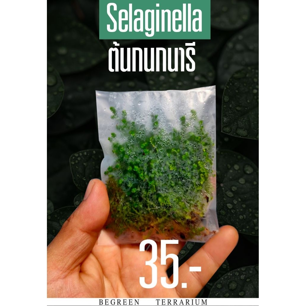 ต้นเฟิร์นกนกนารี Selaginella (แบบราก)