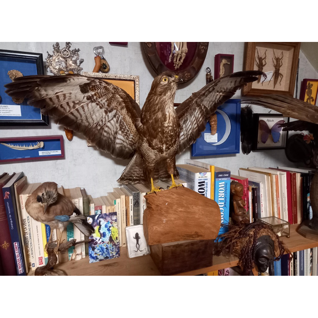 นำเข้า หายากมาก 🦅 ขาย Antique Taxidermy of a European Buzzard  นกเหยี่ยวยุโรปสตัฟฟ์ ของสะสมโบราณ หาย