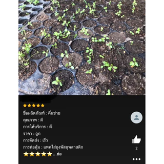 เมล็ดพันธุ์ คื่นฉ่าย 2,000 เมล็ด🪴เมล็ดใหม่สมบูรณ์ อัตราความงอกสูง ซื้อ[ 10แถม2 ]คละได้