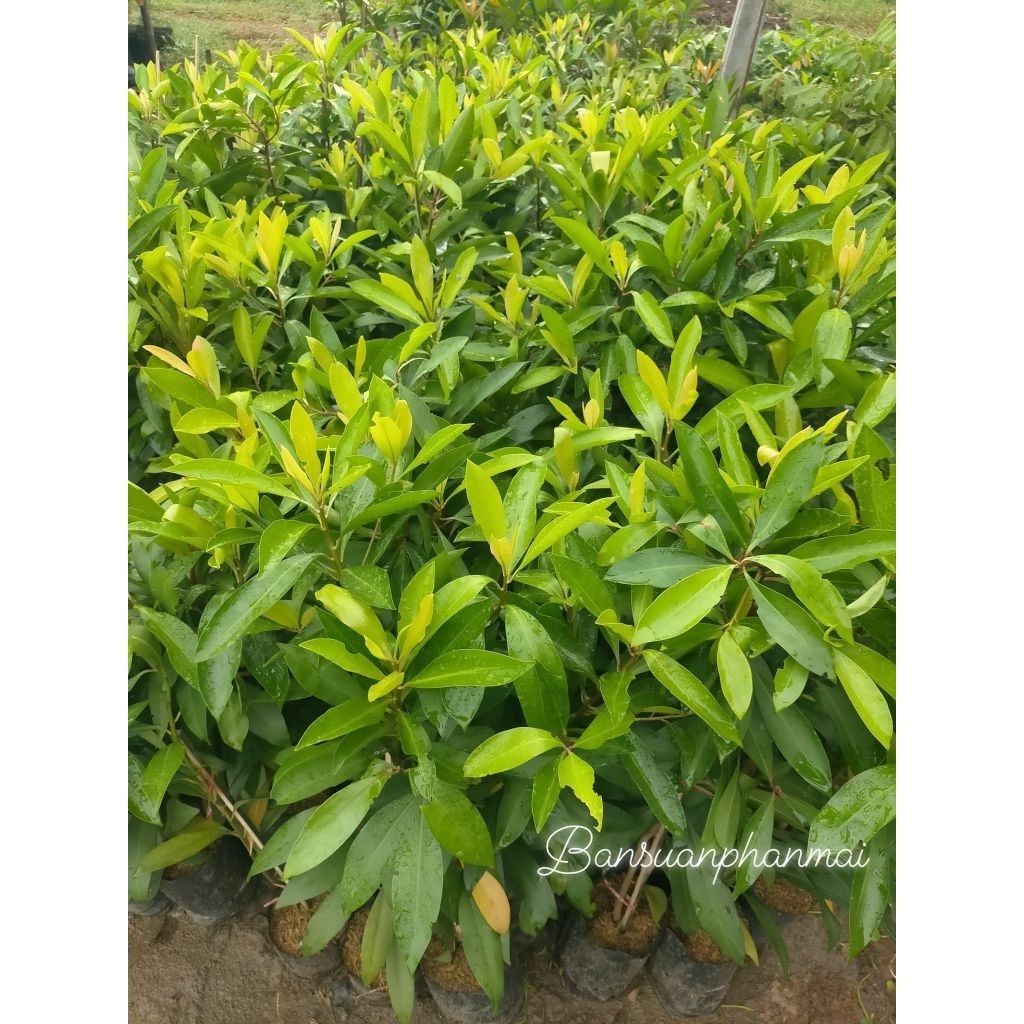 ต้นพิลังกาสา ต้นเพาะเมล็ด สูง 90-100 ซม. จัดชุด 2 ต้น - รูปที่ 2