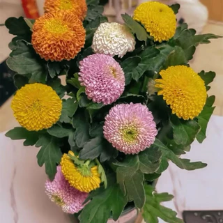 เมล็ดพันธุ์ ดอก เบญจมาศ ปิงปอง หลากสี China Aster , Callistephus chinensis บรรจุ 30 - 300 เมล็ด