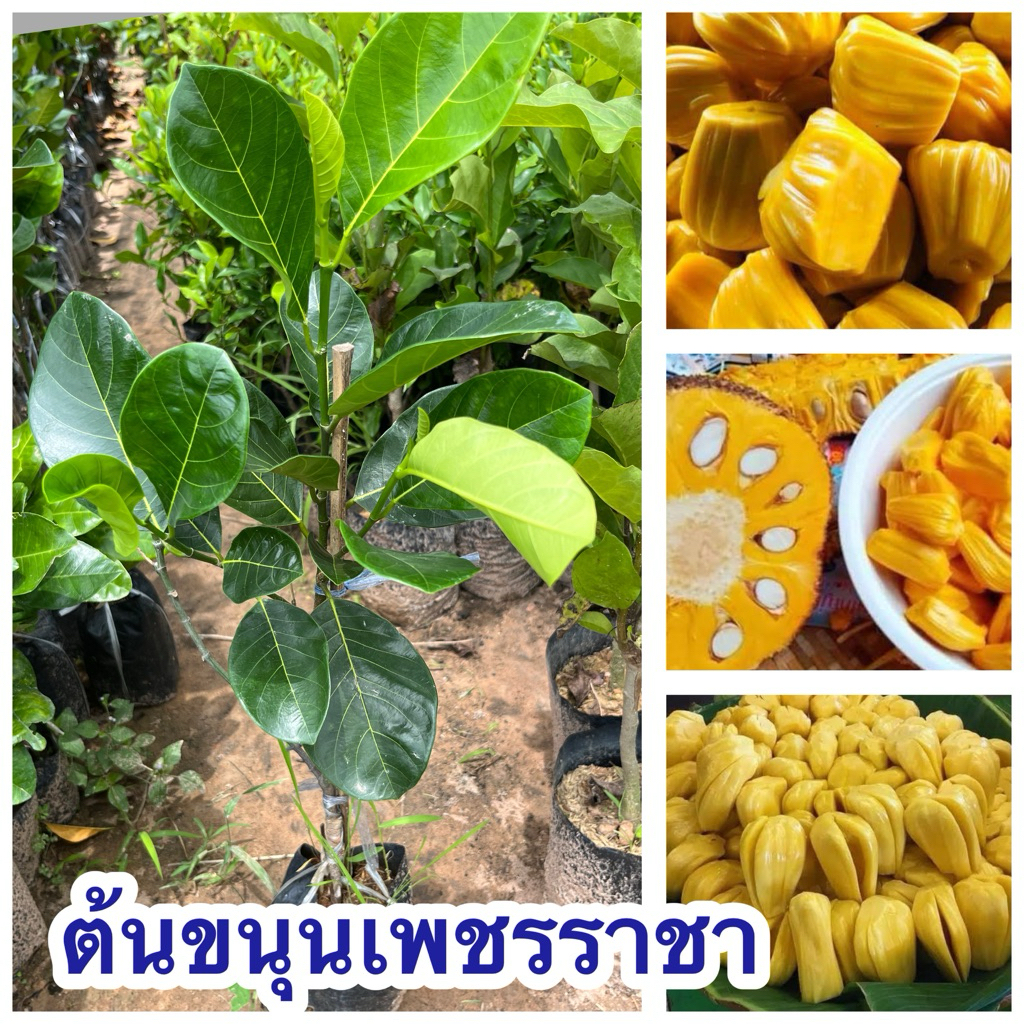ต้นขนุนเพชรราชา แบบทาบกิ่ง 1ต้น119บาท