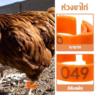 หลายสี ห่วงขาไก่100ชิ้น ห่วงเท้าไก่แหวนขาไก่พลาสติกปรับได้พร้อมตัวเลข แถบขาไก่ที่มีสีสันวงขาสัตว์ปีก