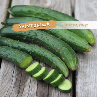 🥒 เมล็ดผักนำเข้า แตงกวา แตงกวายาว แตงกวาญี่ปุ่น Long Cucumber (Organic Seed) ลูกยาว ไม่ตัดต่อพันธุกรรม ปันอินทรีย์