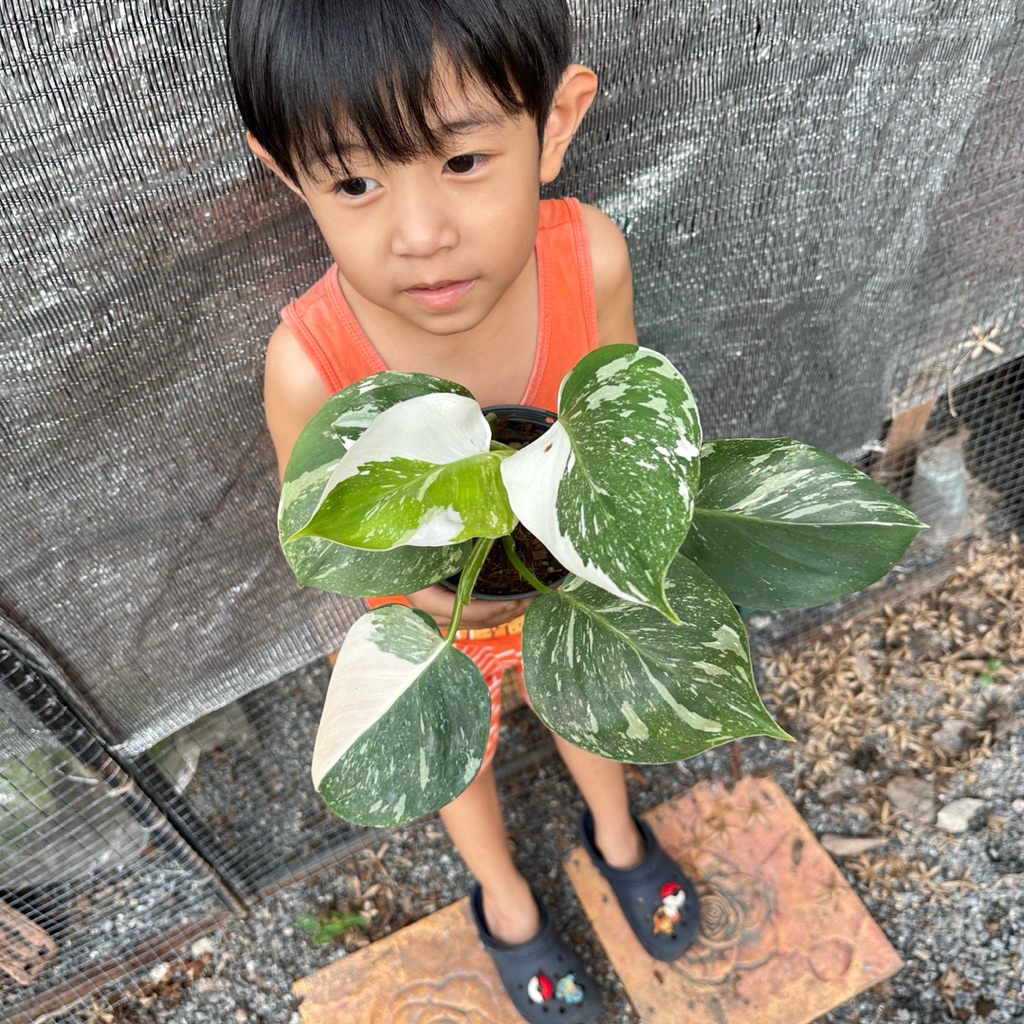 Philodendron white wizard marble/Philodendron white wizard