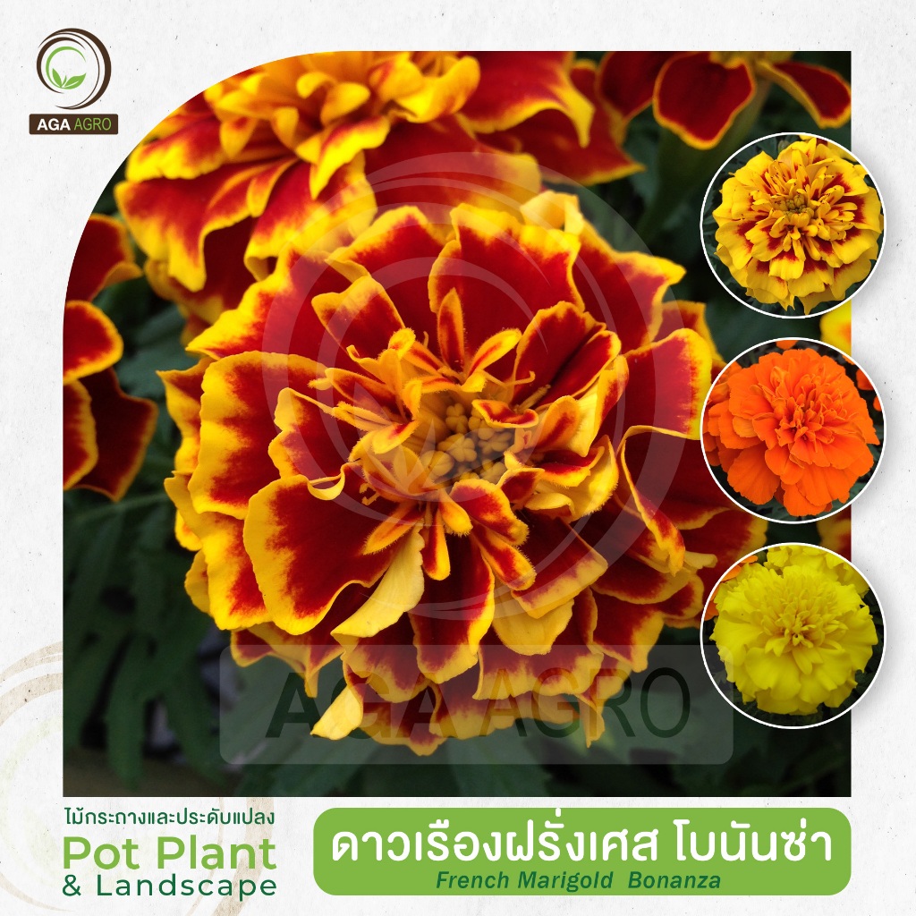 AGA AGRO I"ดาวเรืองฝรั่งเศส โบนันซ่า" ดอกซ้อนใหญ่ ทนต่อทุกสภาพอากาศ-100เมล็ด-French Marigold Bonanza