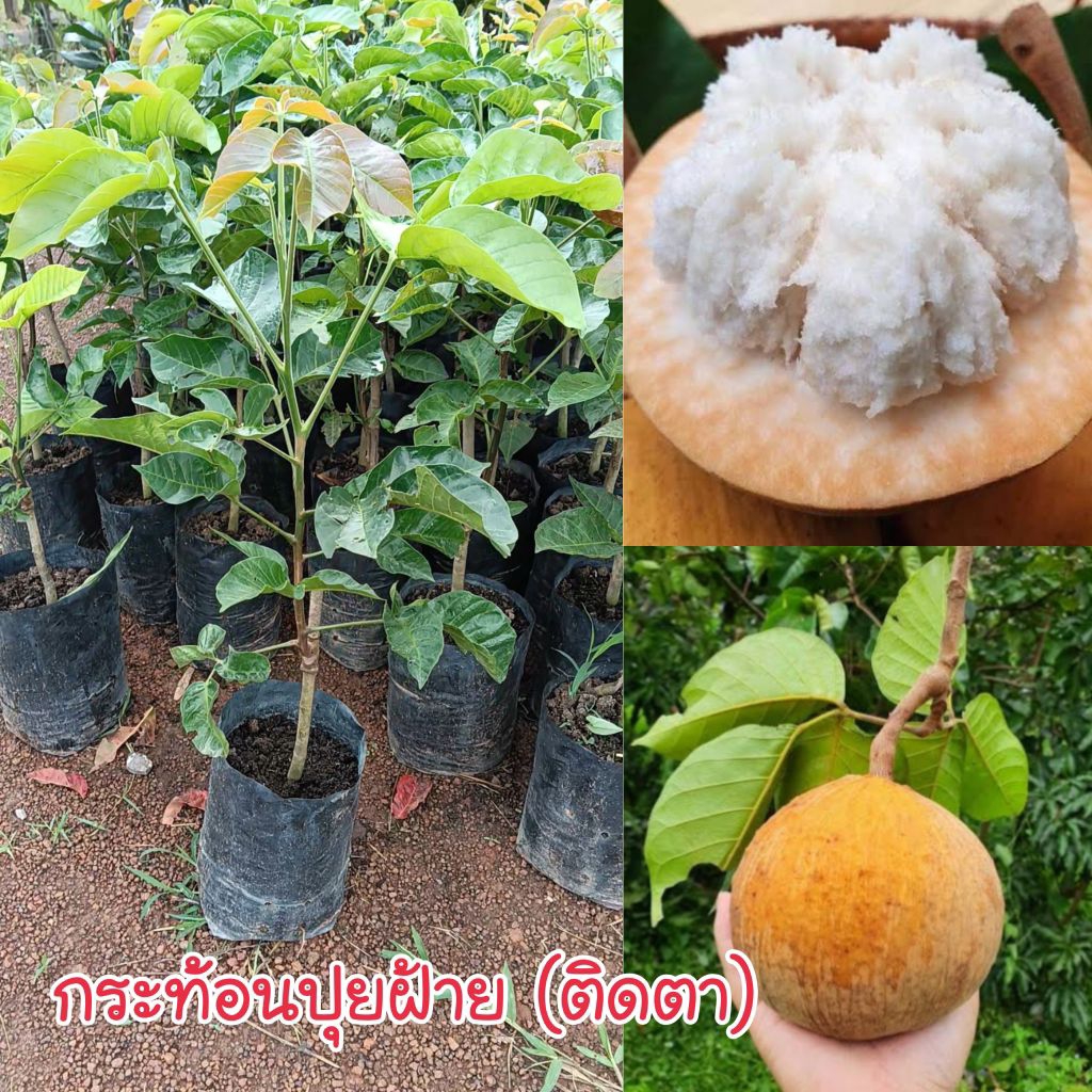 ต้นกระท้อนปุยฝ้าย(ติดตา)ความสูง 40-60 ซม.