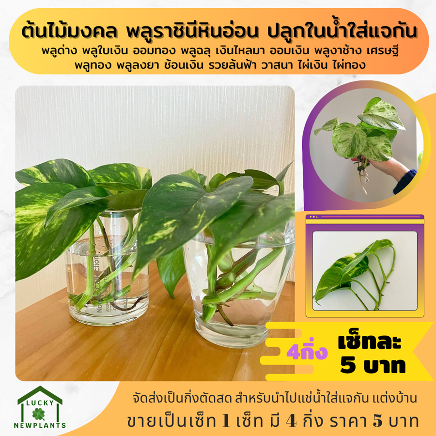 ต้นไม้มงคล ต้นไม้จิ๋ว ไม้ฟอกอากาศ 5 บาท เซ็ทละ 4 กิ่ง รูปที่ 4