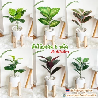 ต้นไม้ปลอม ต้นไม้มงคล 6 ชนิด ตั้งโต๊ะ ตั้งหน้าทีวี พร้อมกระถางและหินสีขาว (สูง40ซม.)🍀