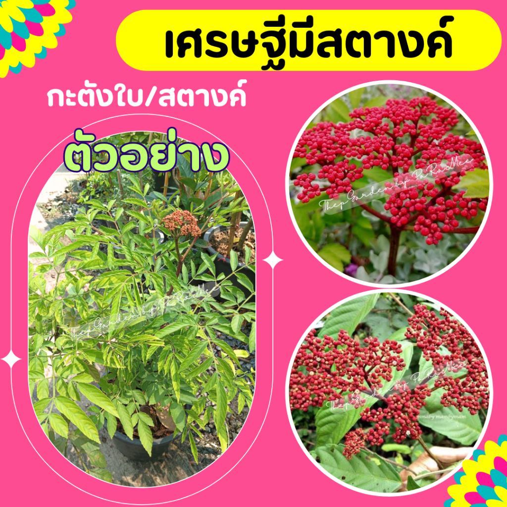ต้นกะตังใบ ต้นสตางค์ เศรษฐีมีสตางค์