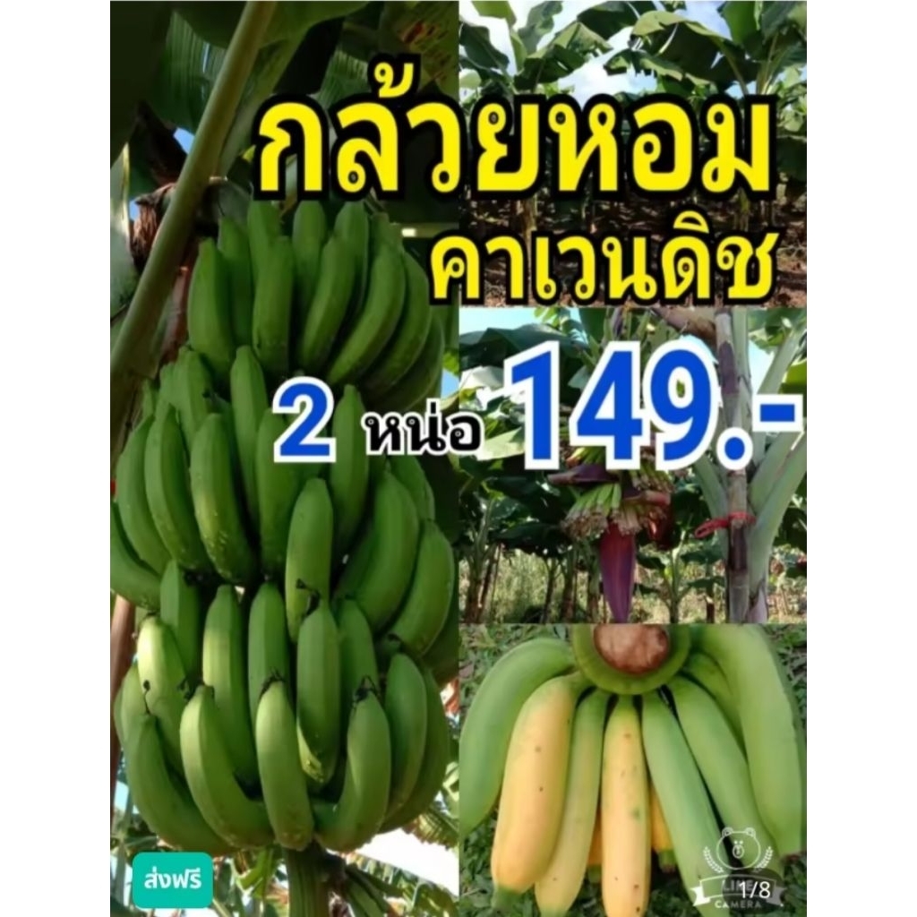 หน่อกล้วยหอมคาเวนดิช 2หน่อ 149.-บาท