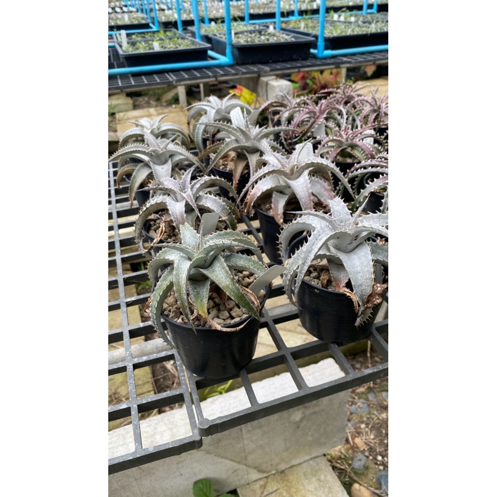ต้น Dyckia ต้นดิกเกีย สัปปะรดหนาม ต้นไม้ประดับ