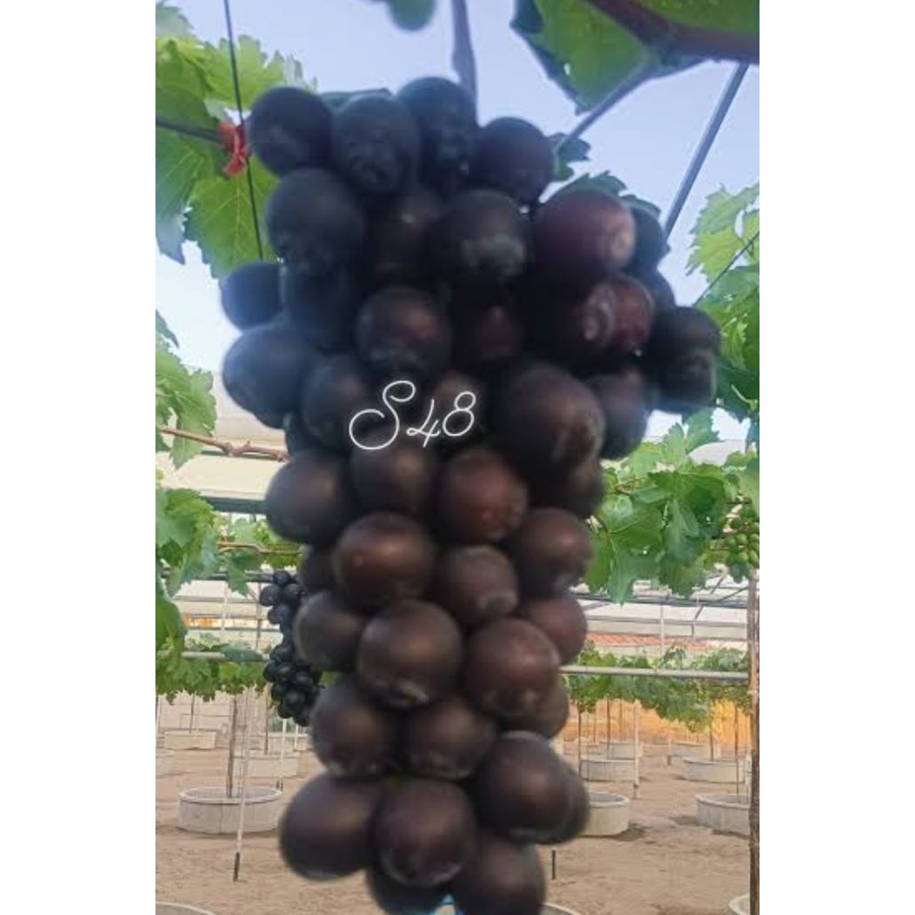 องุ่นเสียบยอดS48 5แถม1ลูกใหญ่ไร้เมล็ด