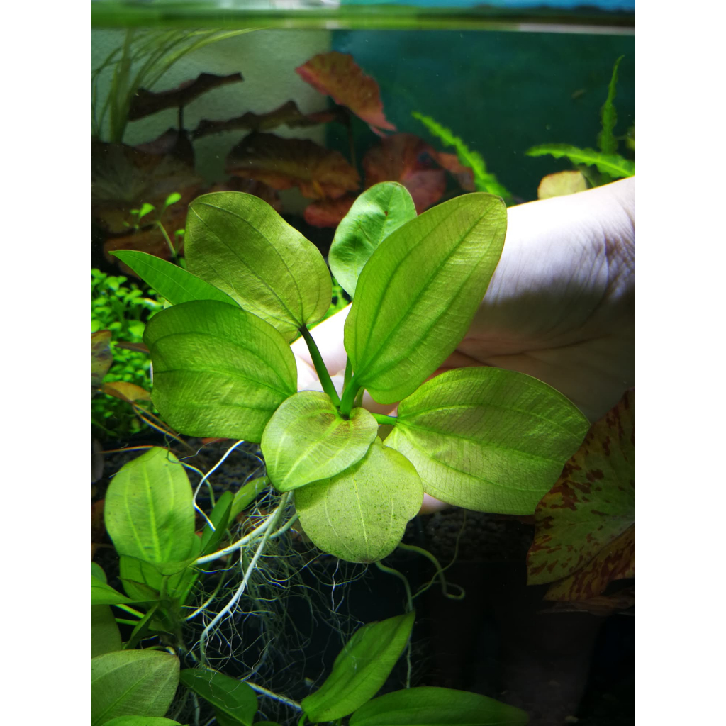 วาบิอะเมซอนใบกลม พร้อมวางปลูก รากแน่น สะดวก ต้นไม้น้ำ