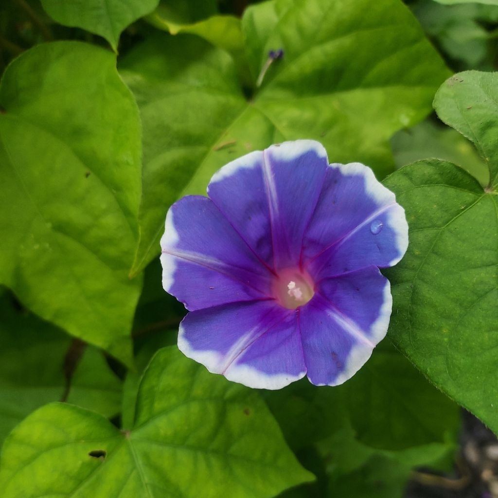 ต้น ผักบุ้งฝรั่ง (morning-glory)