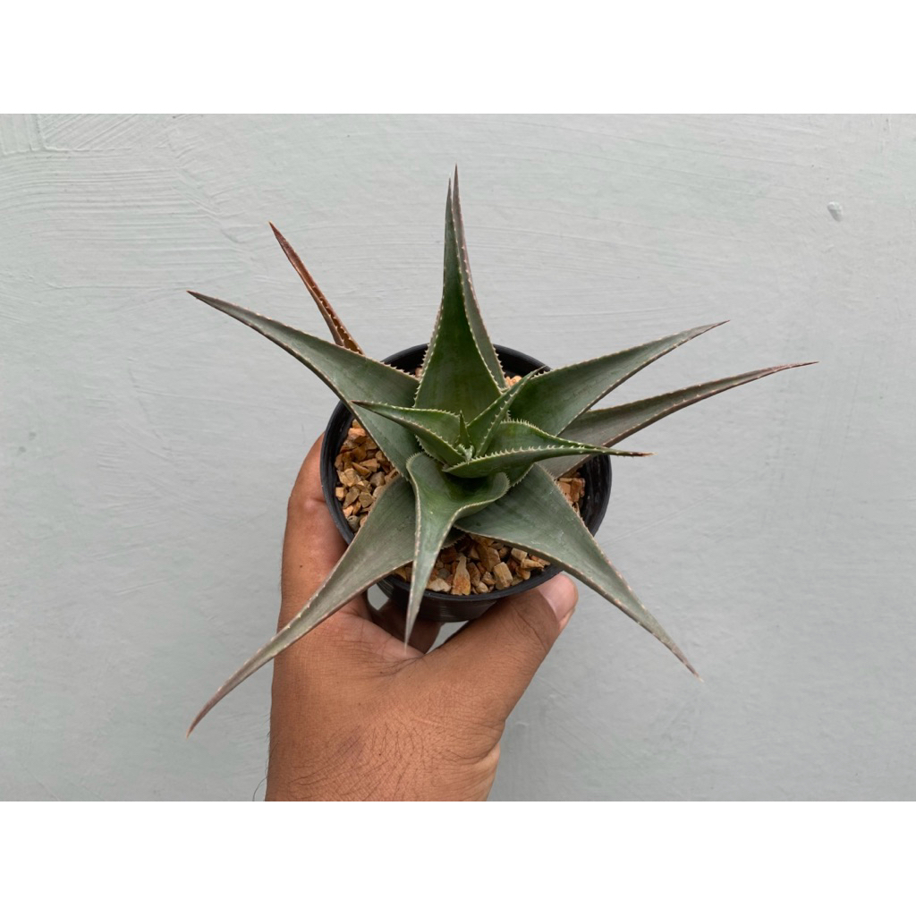 อโล ไม่ทราบชื่อ (aloe) หรือ dyckia ไม่ทราบชื่อ