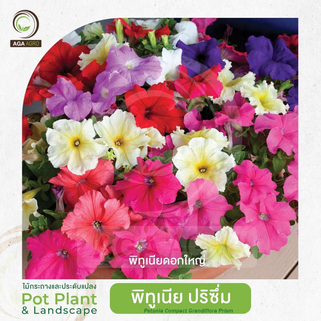 AGA AGRO I "พิทูเนีย ปริซึ่ม" ดอกใหญ่ที่สุด ทนต่อสภาพอากาศร้อน -100เมล็ด-Petunia Prism