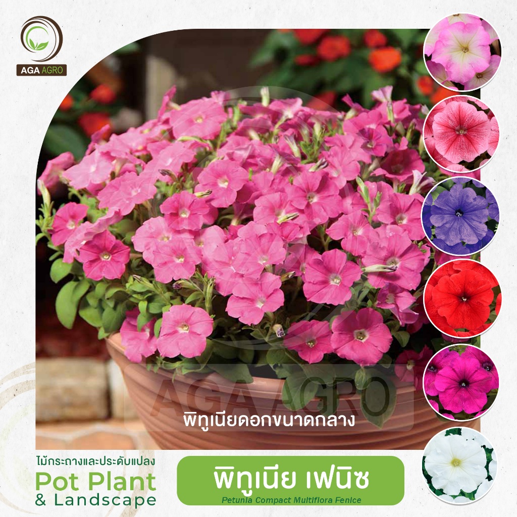 AGA AGRO I "พิทูเนีย  เฟนิซ" ดอกขนาดกลาง ปลูกได้ทุกฤดู ดอกดก-100เมล็ด-Petunia Fenice