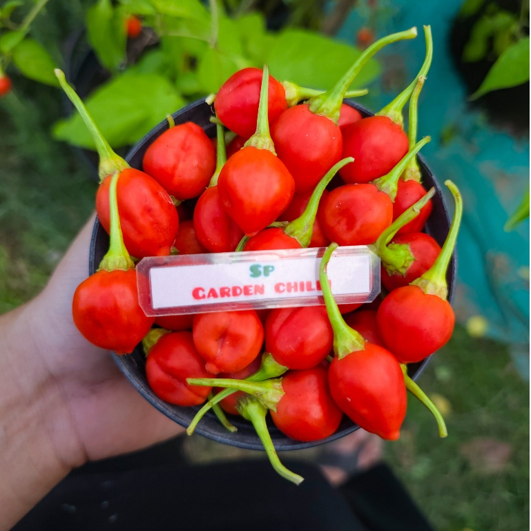 🌶พริกอินคาเบอร์รี่(Inca berry Pepper)