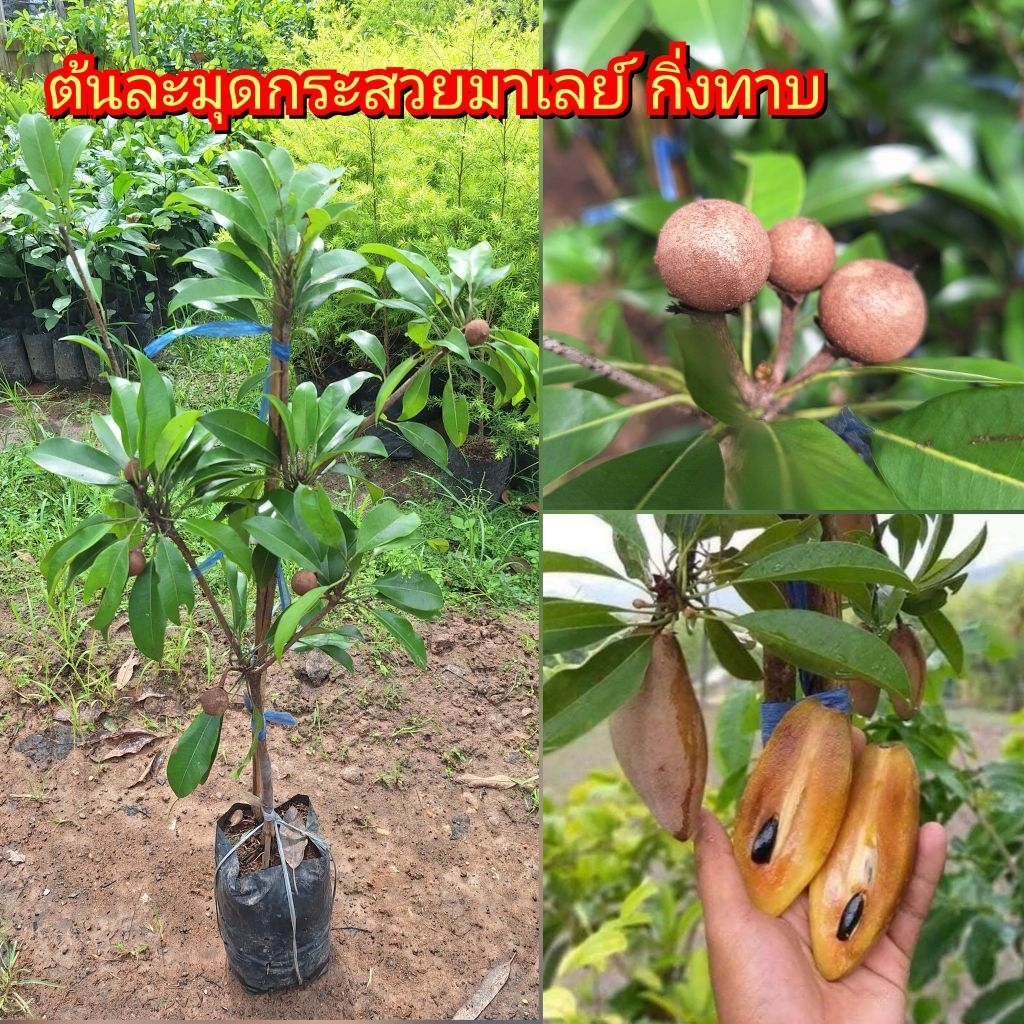 ต้นละมุดกระสวยมาเลย์. ทาบกิ่ง ต้นพันธุ์แข็งแรง พร้อมติดผล  สูง 80-100 ซม. ราคา ถูกที่สุด ดีลบีเคเค รูปภาพหลัก